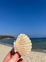 Hair Clip Shell Pearl
